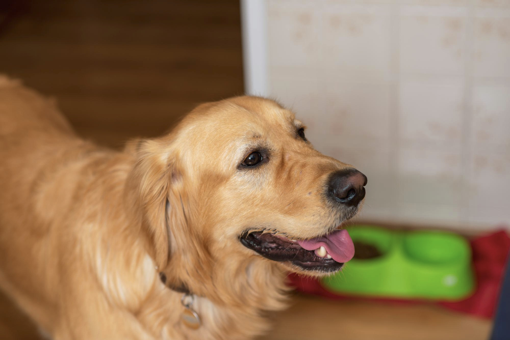 Cute golden labrador dog near bowl with food