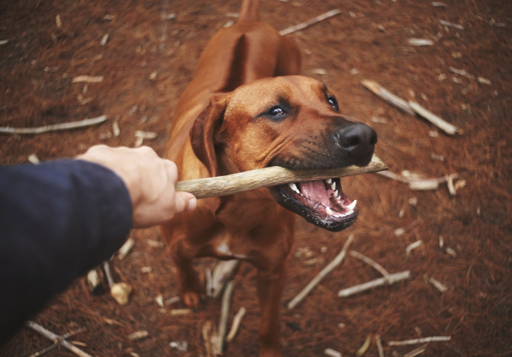 A person pulling stick from dogs mouth