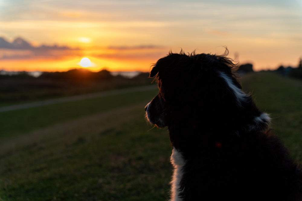 Dog looks at sunset