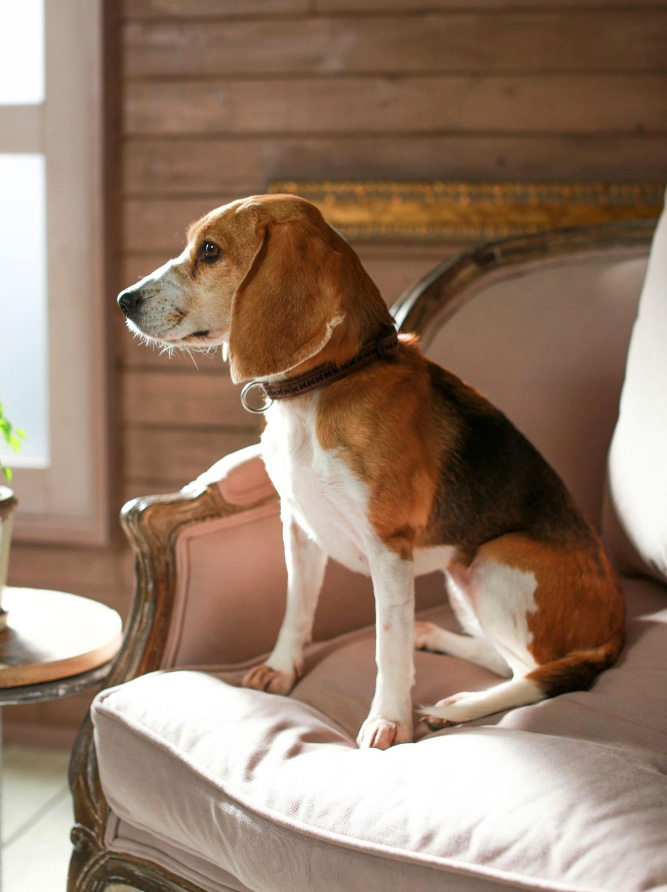 Dog looking away while sitting on seat at home