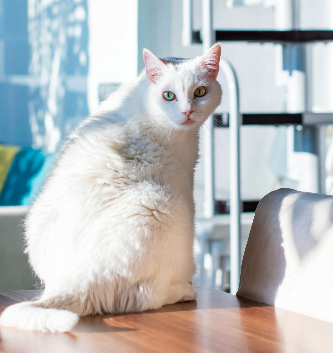 A fluffy white cat is comfortably sitting on a table