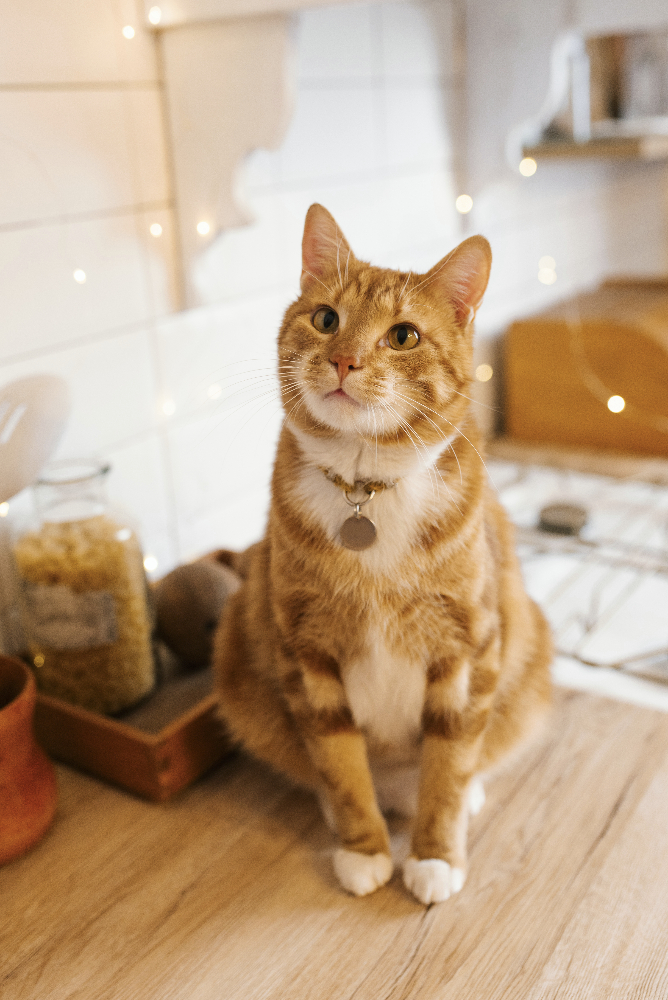 Red cat with a collar sits on a wooden table