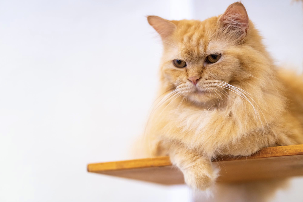 Fluffy ginger cat comfortable lying