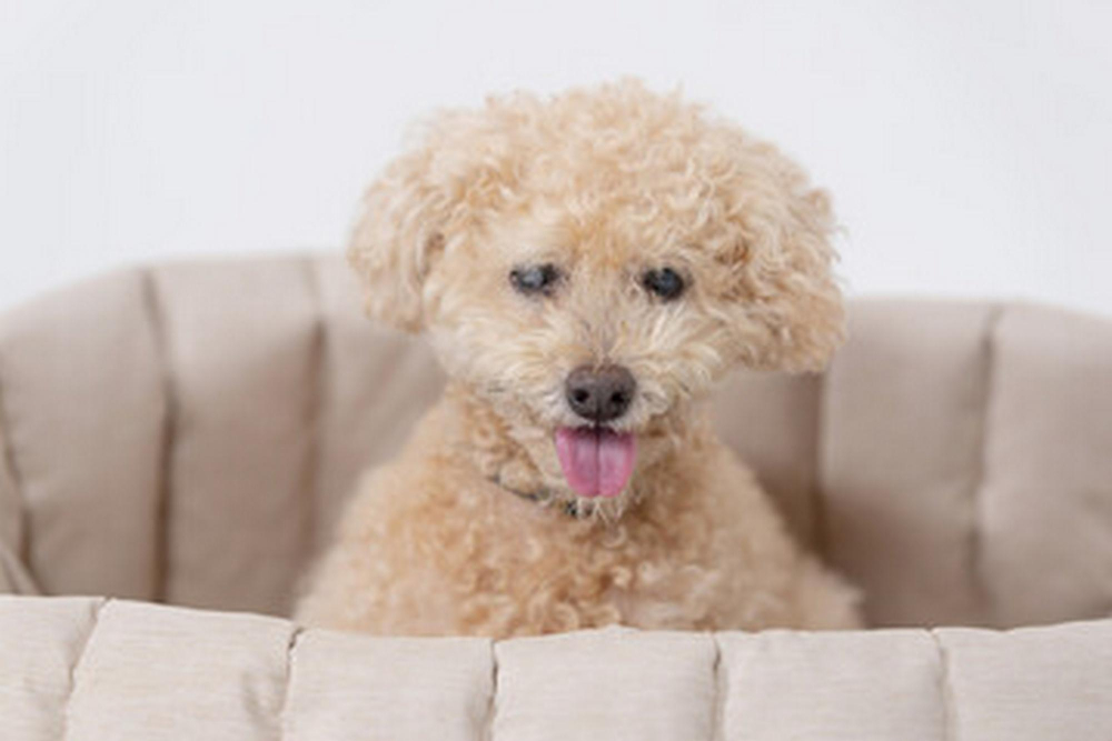 A dog with a pink tongue sticking out is sitting on a couch