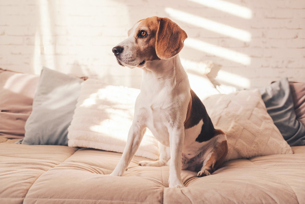 Cute beagle dog on the Bed in sunny bright room