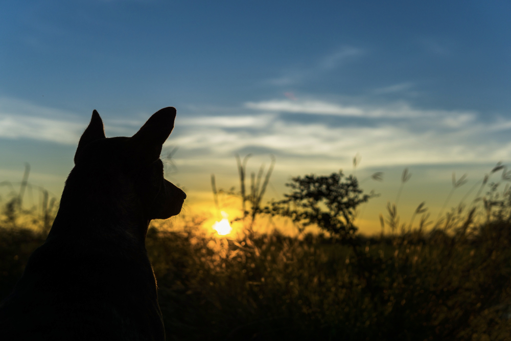 The dog see sunrise