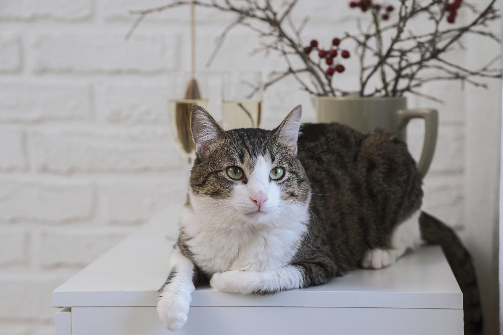 Charming cat sitting by the window