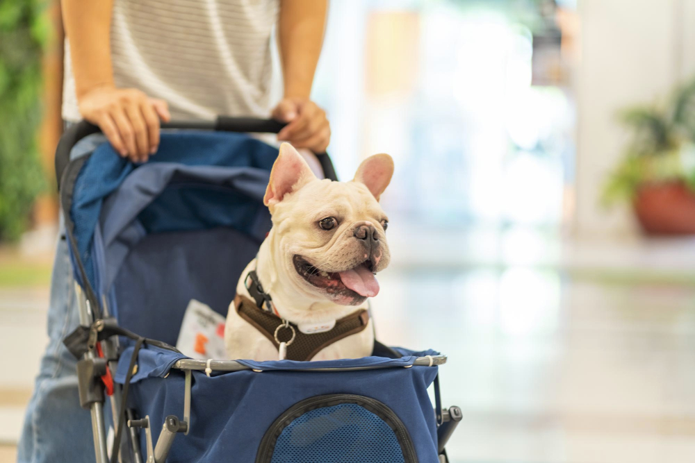 french bulldog in pet stroller