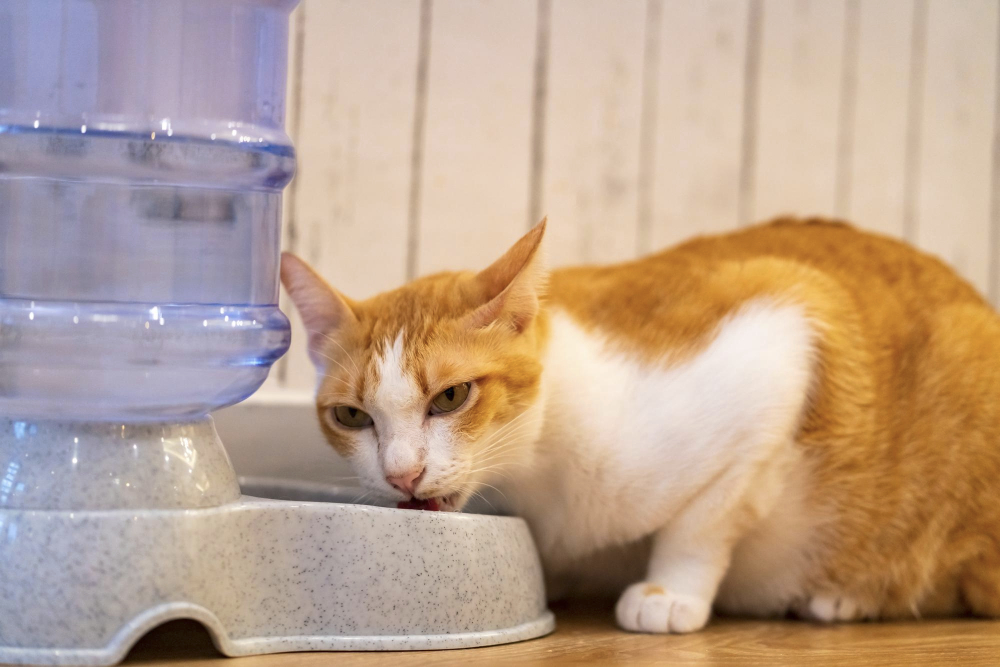 Cute domestic mixedbreed cat eating tasty dried cat food