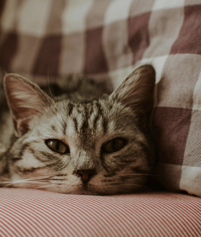 A cat laying on a red and white couch