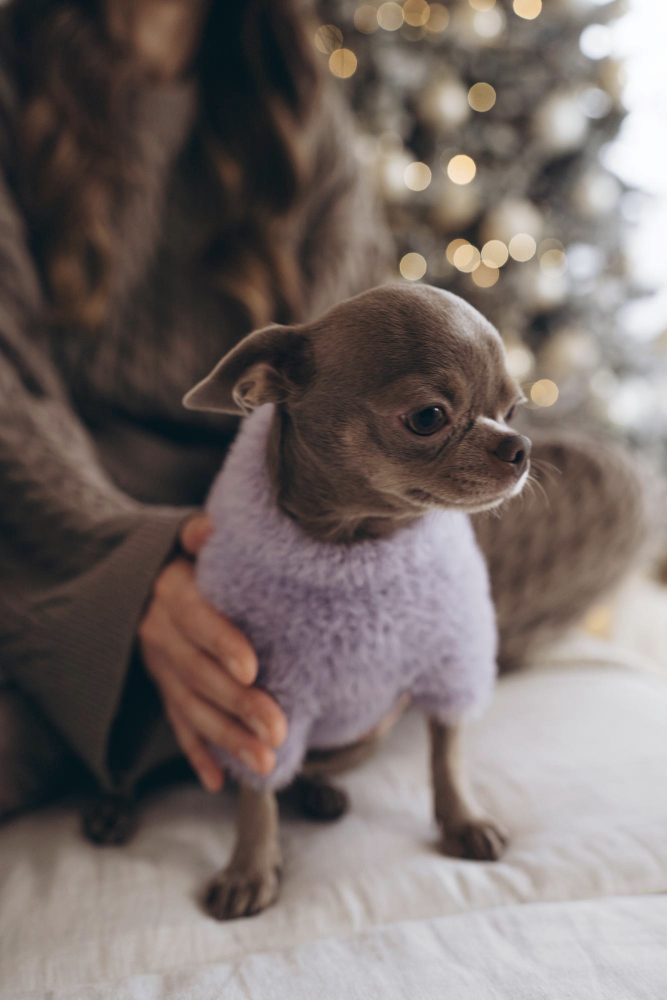 Small dog in cozy home