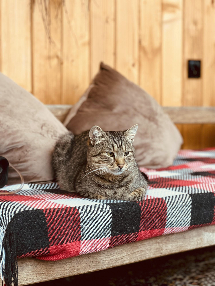 Cozy tabby cat resting on a plaid blanket in rustic interior