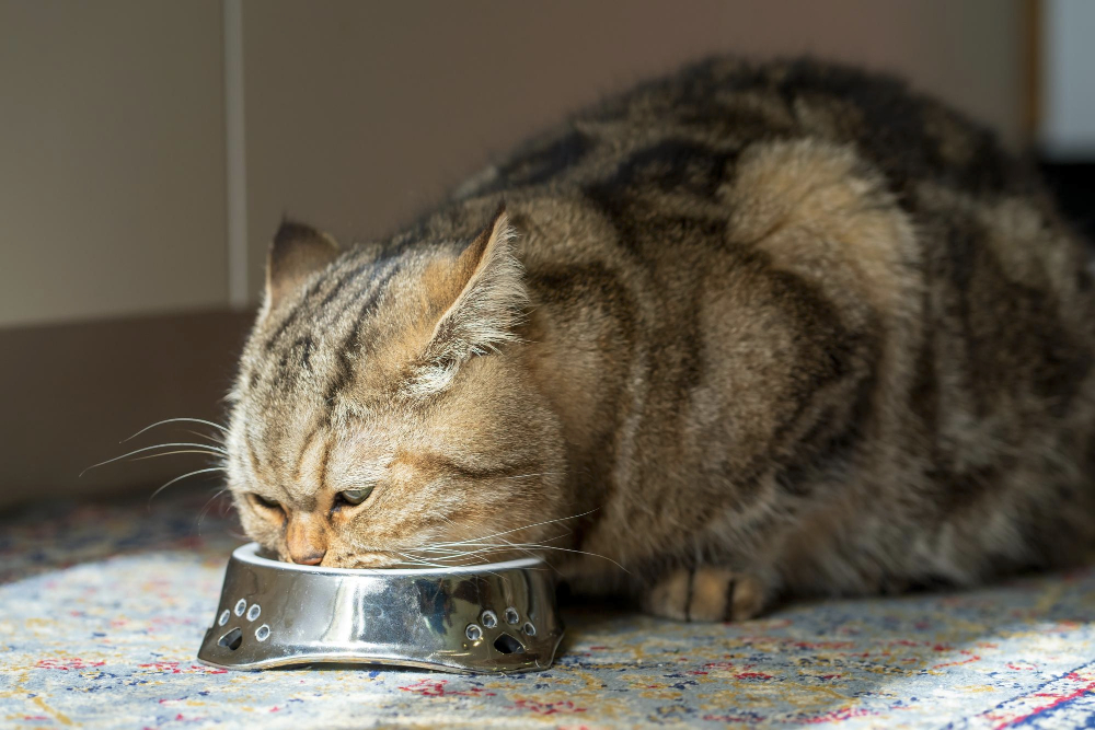 Large domestic gray cat eats from a metal bowl