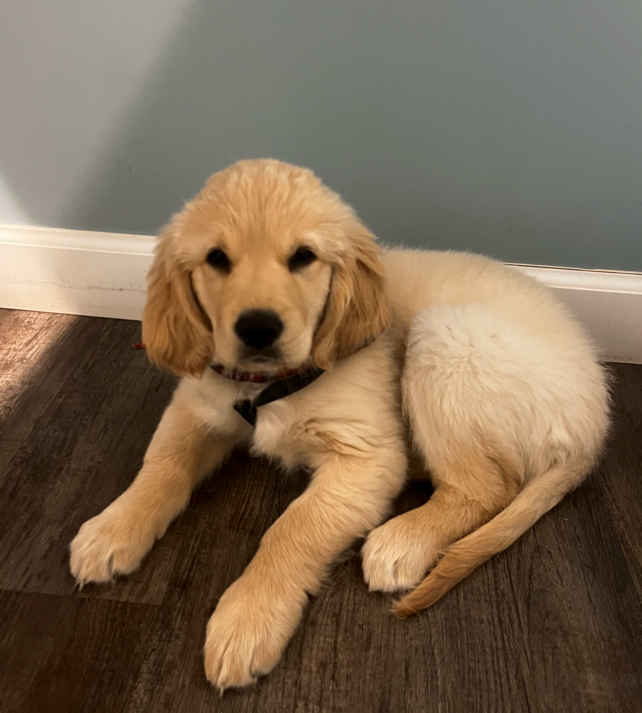 puppy labrador