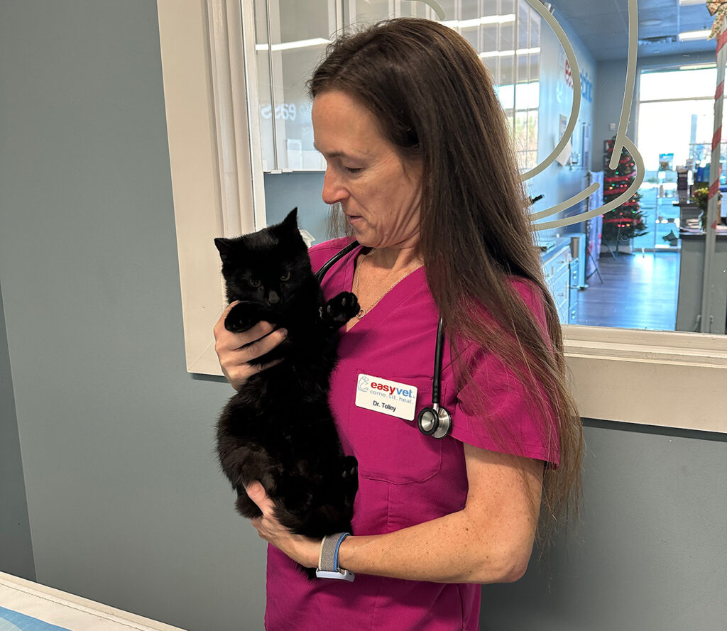 Cat with a veterinarian