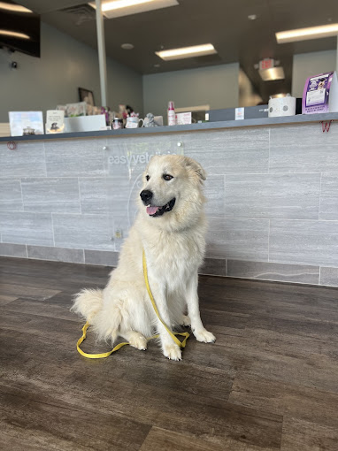 peaceful golden retriever