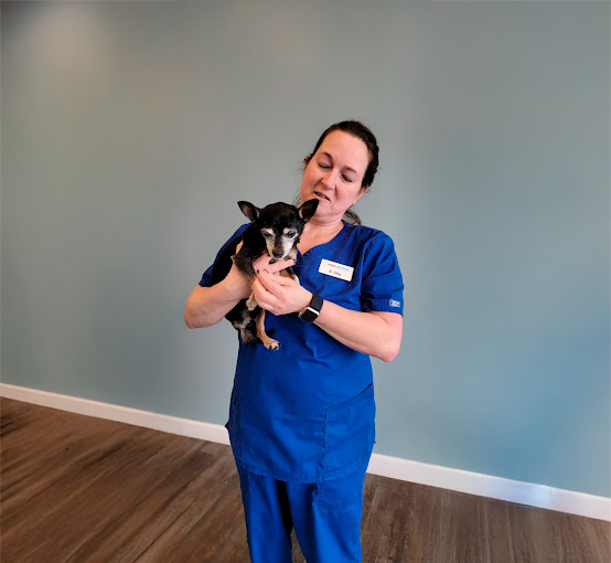 Veterinarian holding a senior pet