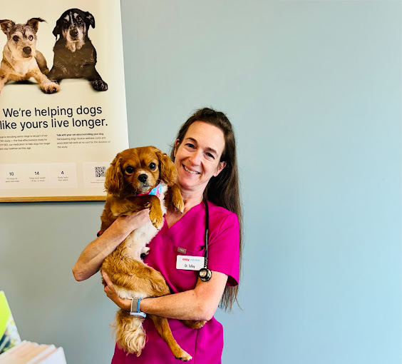 Dog with veterinarian