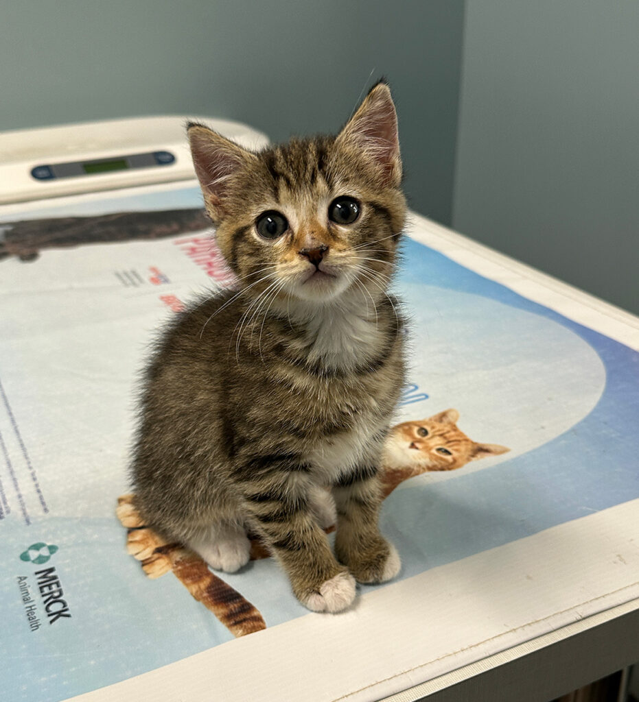 Calmed curious kitten