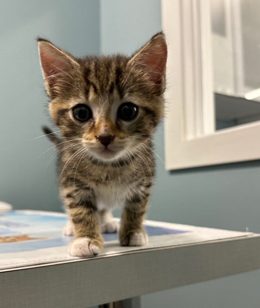 Curious Kitten